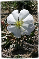 Desert Flower